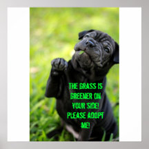 Dog Adoption Poster