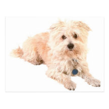 Dog Canine pets animals pet lovers kennels Post Card