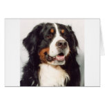 Dog Cards