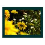 Dog Days Postcard