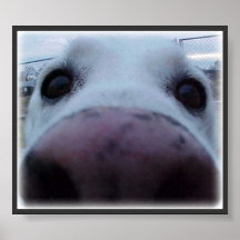 Dog Face Posters