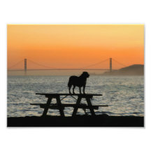 Dog in San Francisco Sunset Photographic Print