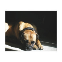 Dog in the Sun Stretched Canvas Prints