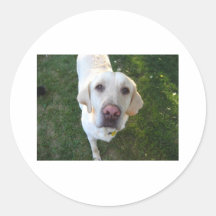 dog, Labrador Retriever Stickers
