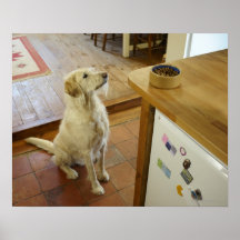 Dog looking at food on table. poster