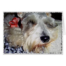 DOG: Mini Greman Schnauzer Napping Red Ribbon Greeting Cards