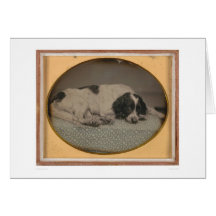 Dog owned by Sheldon Nichols (39986) Cards