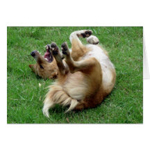 Dog rolling in grass card