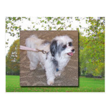 Dog Walker Postcard