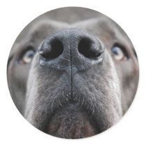 Doggennase stickers