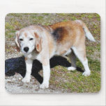 Dogs Beagles Mouse Pads