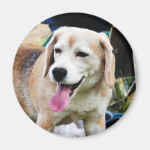 Dogs Beagles Tongues Fur Panting Fridge Magnet