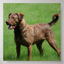 dogs print