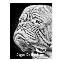 Dogue De Bordeaux - French Mastiff Post Card