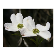Dogwood Blossom Post Card
