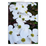 Dogwood Cards