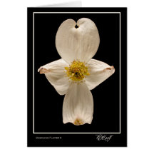 Dogwood Flower 3 Greeting Card