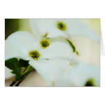 Dogwood Flowers Card