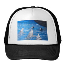 Dolphins Lovers Hats