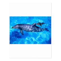 dolphins post cards