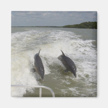 Dolphins surfing in the wake of the boat magnet