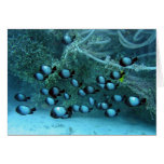 Domino Damsel Fishes Greeting Card