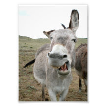 Donkey Grin Photo Art