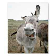 Donkey Grin Photo Print