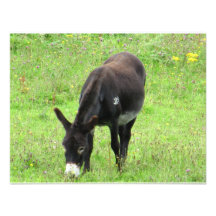 Donkey Invites