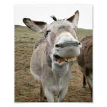 Donkey Silly Face Art Photo