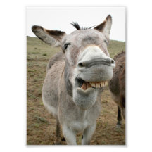 Donkey Silly Face Photographic Print