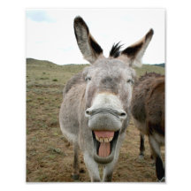 Donkey Smile Photo Art