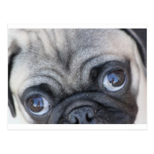 Doobie's Eyes Post Card