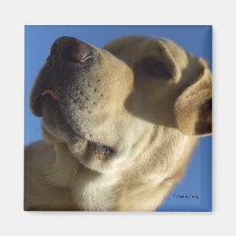 Doooh Refrigerator Magnet