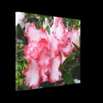Double Azaleas Canvas Print canvas prints