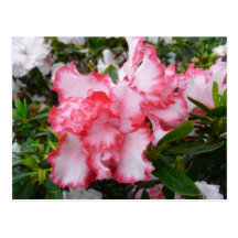 Double Azaleas Floral Postcard
