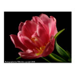 Double Tulip Blooms Spring Flower Postcard postcards
