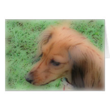 Doxie soft greeting cards