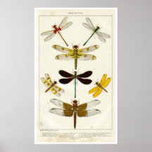 Dragon Flies - Scientific Illustrations Poster