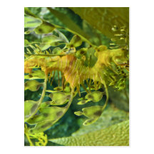 Dragon Seahorse Postcards