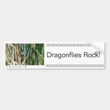 Dragonflies Rock! Bumper Stickers