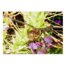 Dragonfly 79 ~ ATC Business Cards
