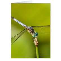 Dragonfly Card