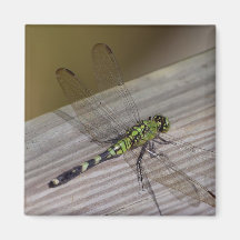 Dragonfly Fridge Magnets