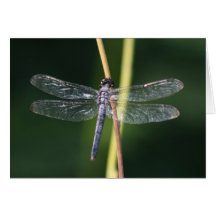 Dragonfly  Greeting Card