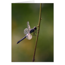 Dragonfly Greeting Card