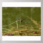 Dragonfly Posters
