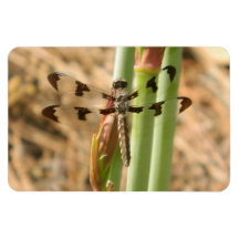 Dragonfly Rectangular Magnet