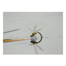 Dragonfly reflection custom invites