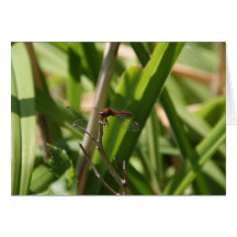 DRAGONFLY RESTS ON DRY PLANT STEM CARD